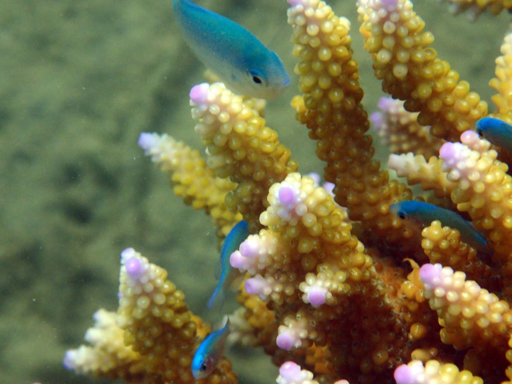 Acropora abrolhosensis
