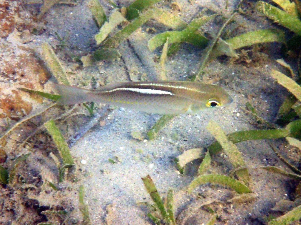 Scolopsis ciliata