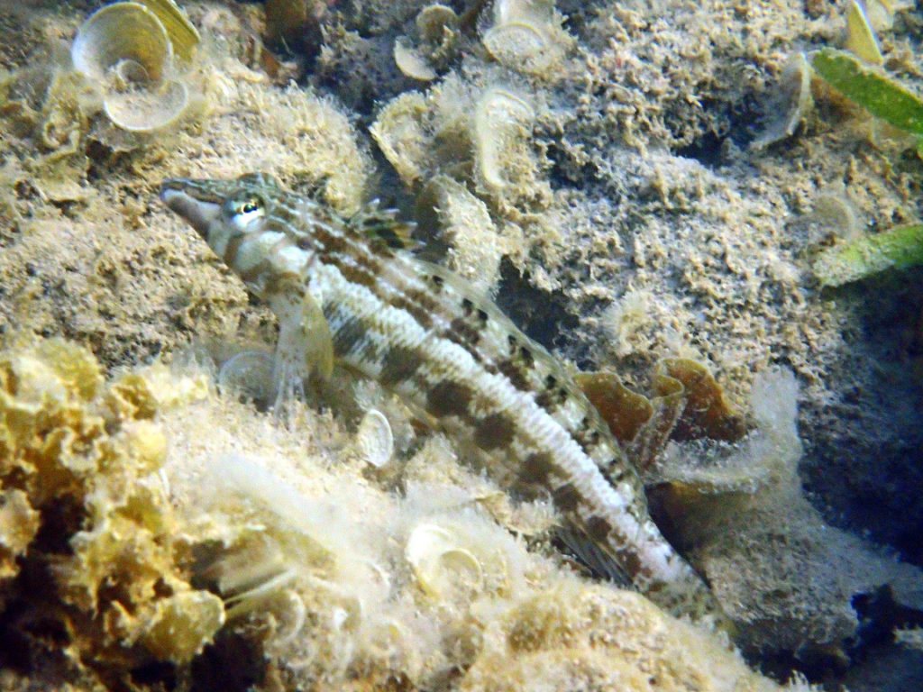 Parapercis australis