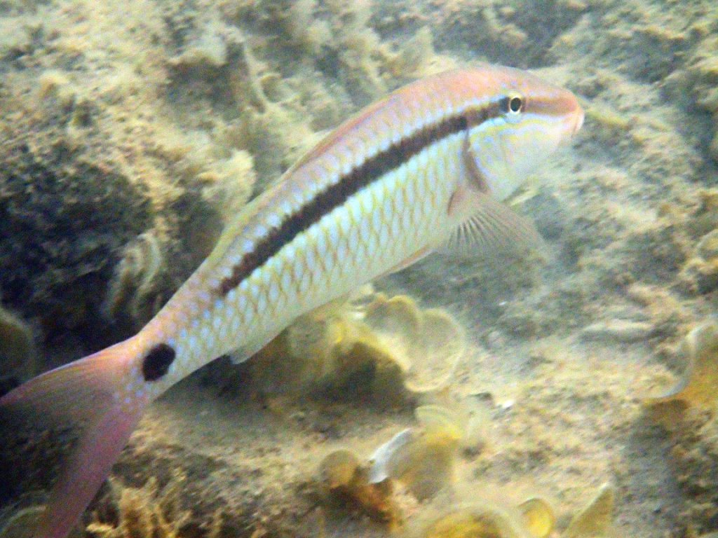 Parupeneus barberinus