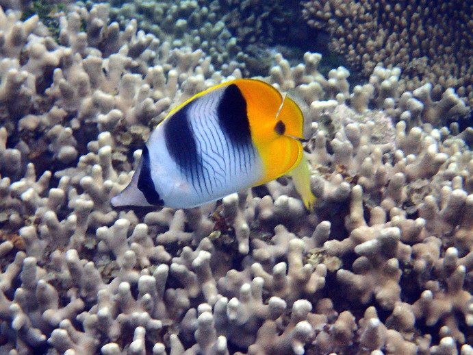 Chaetodon ulietensis