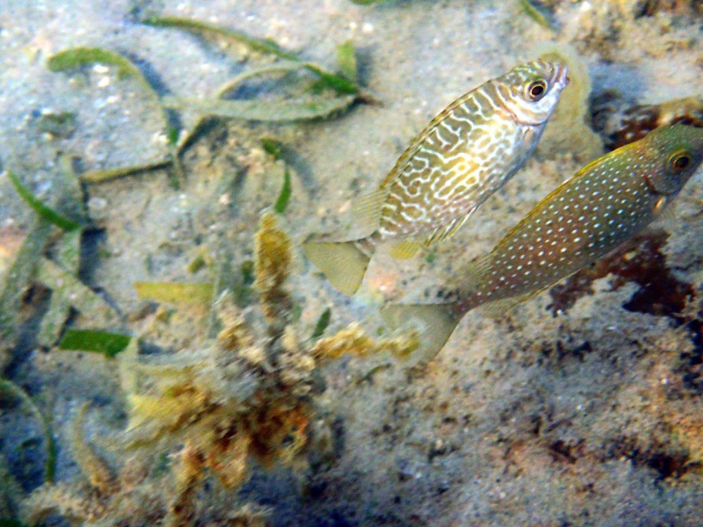 Siganus spinus