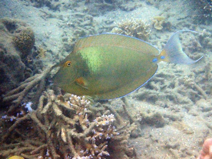 Naso unicornis