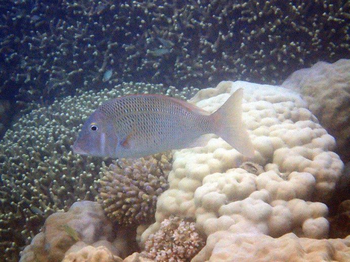 Lethrinus nebulosus