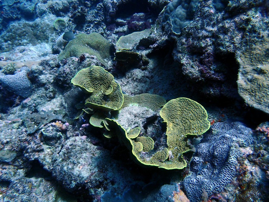 Turbinaria reniformis