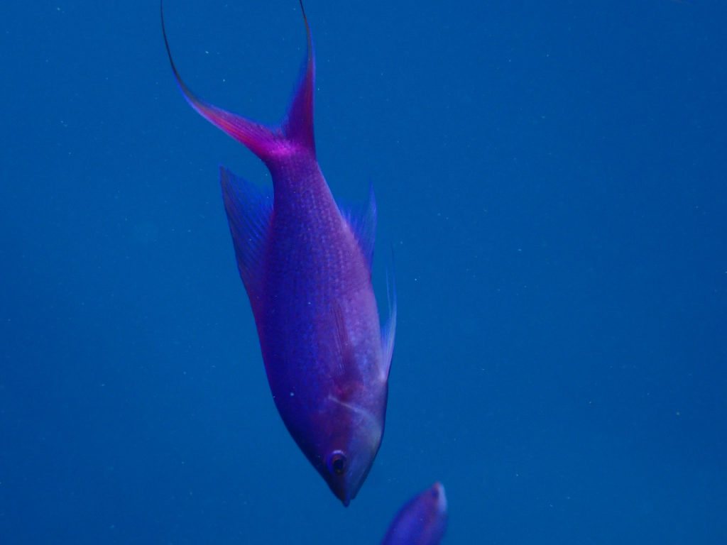 Pseudanthias pascalus