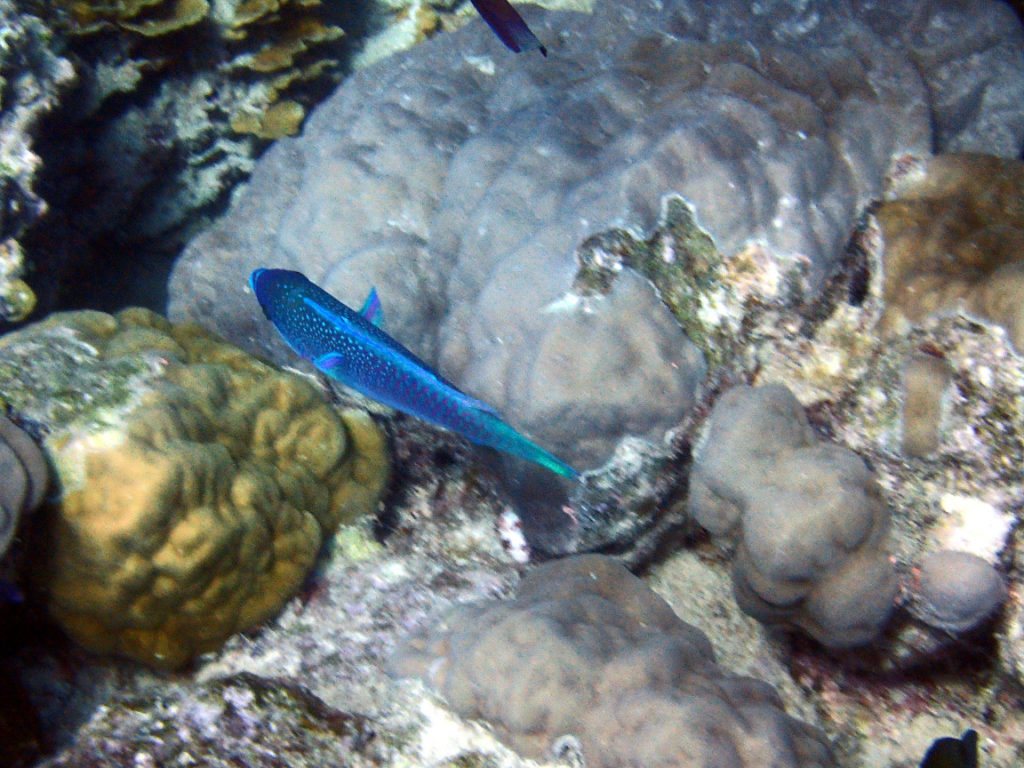 Scarus globiceps