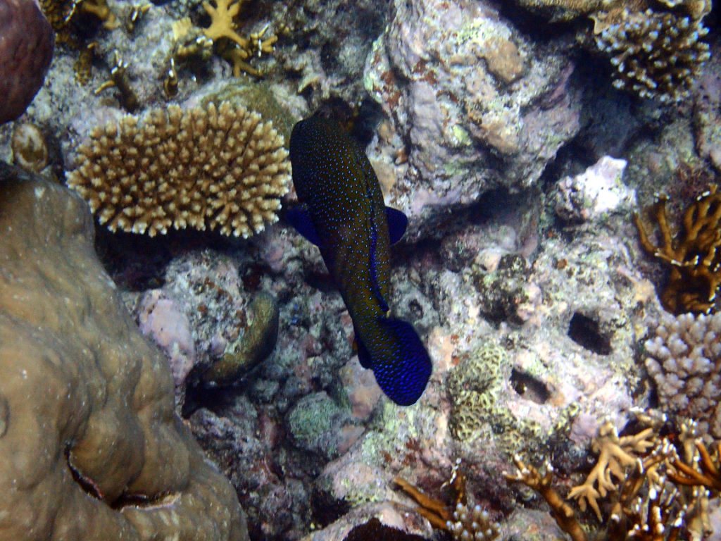 Cephalopholis argus