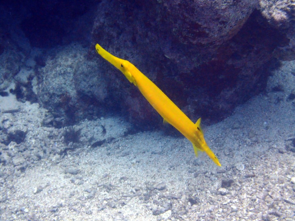 Poisson-trompette