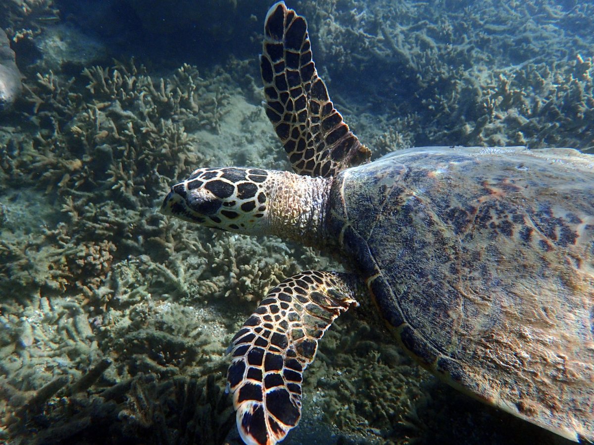 Eretmochelys imbricata (Tortue imbriquée)