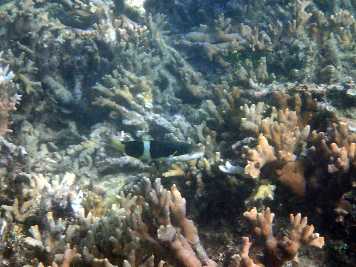 Thalassoma nigrofasciatum