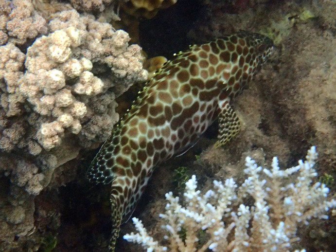 Epinephelus merra