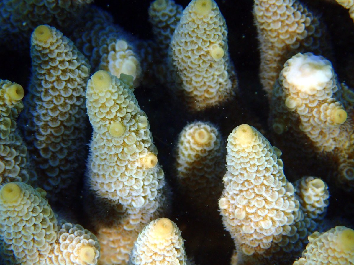Acropora millepora