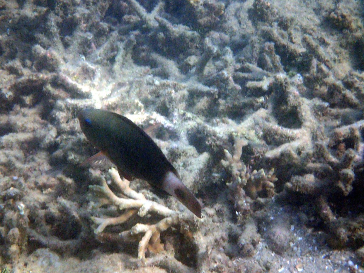 Chlorurus sordidus