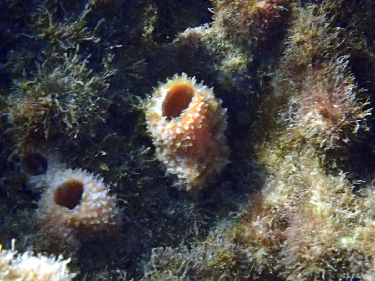 Callyspongia hispidoconulosa