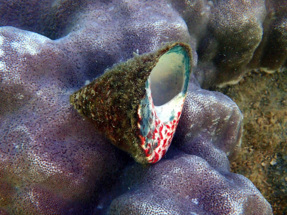 Tectus pyramis