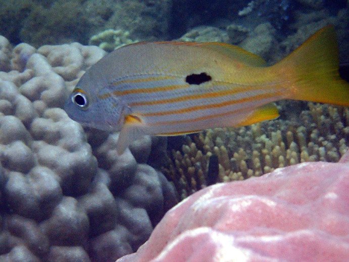 Lutjanus fulviflamma