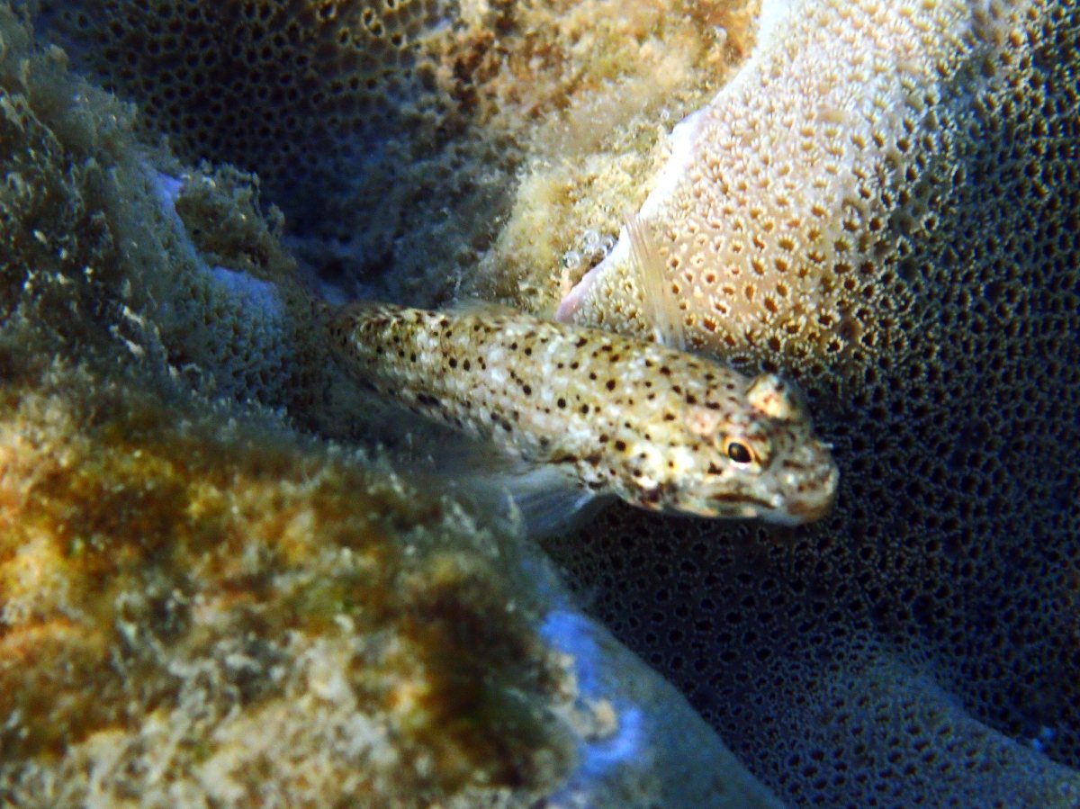Istigobius decoratus