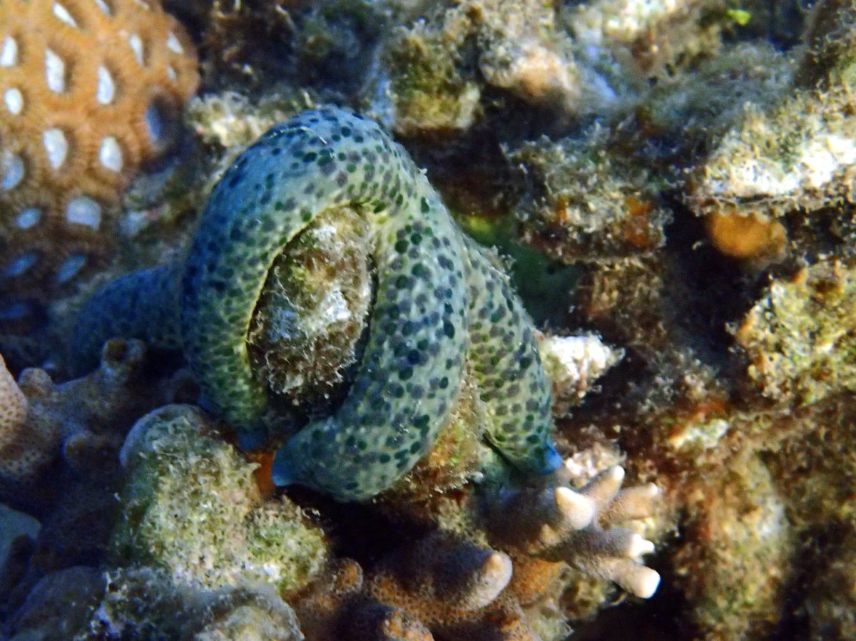 Linckia Multifora
