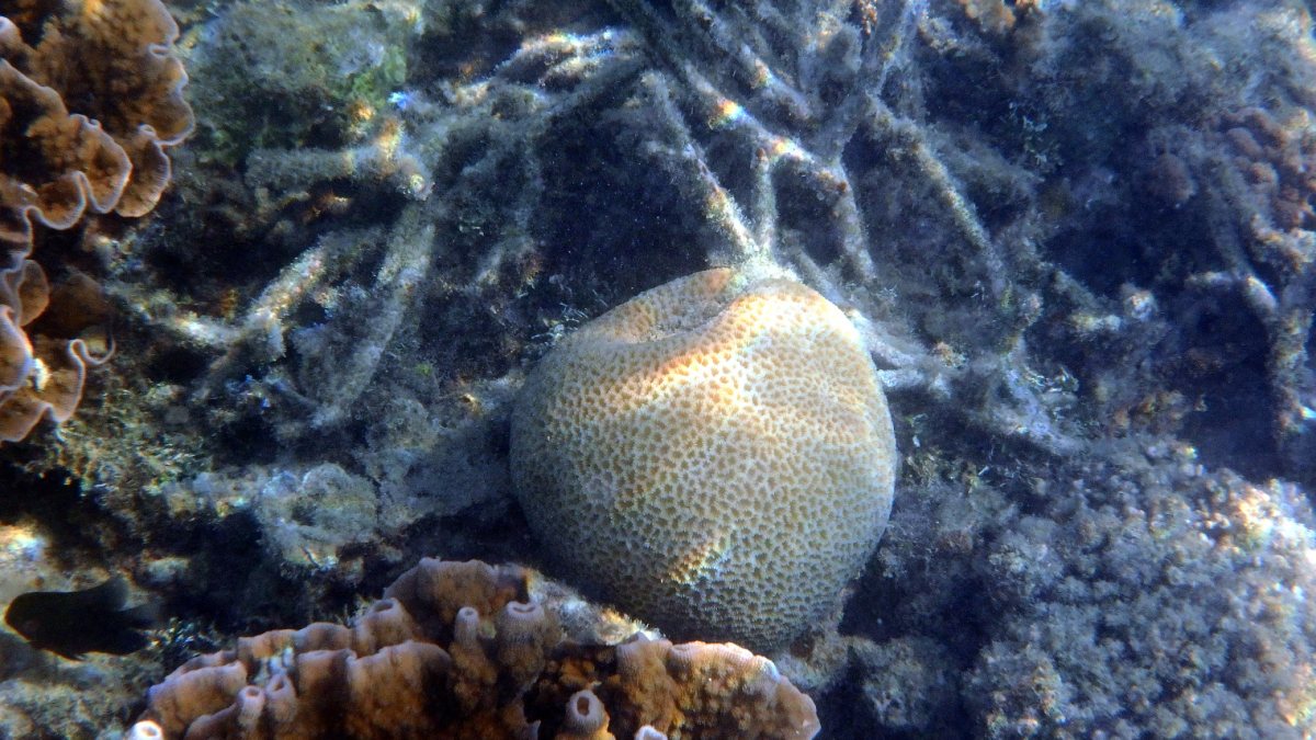 Platygyra pini