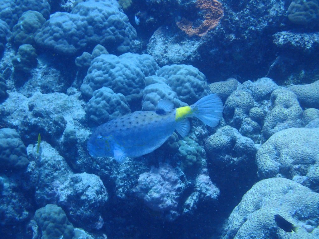 Ostracion cubicus