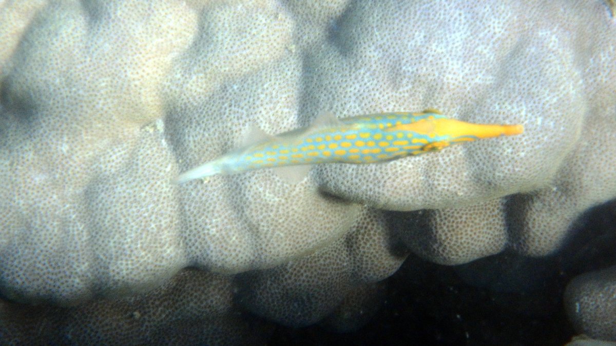 Oxymonacanthus longirostris