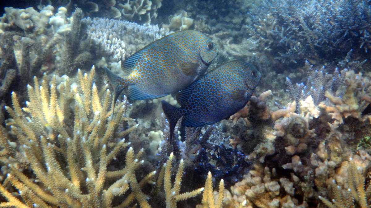 Siganus punctatus