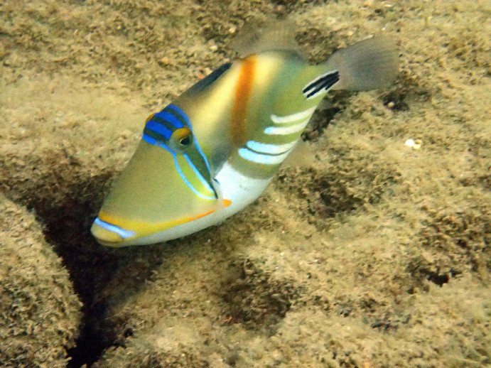 Rhinecanthus aculeatus