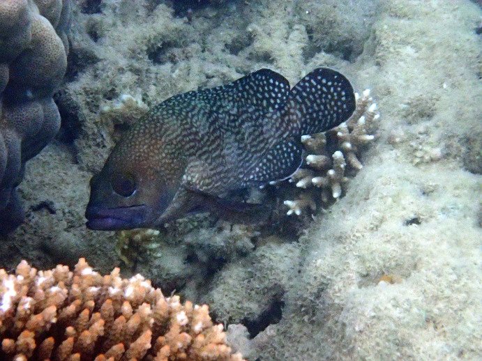 Epinephelus ongus