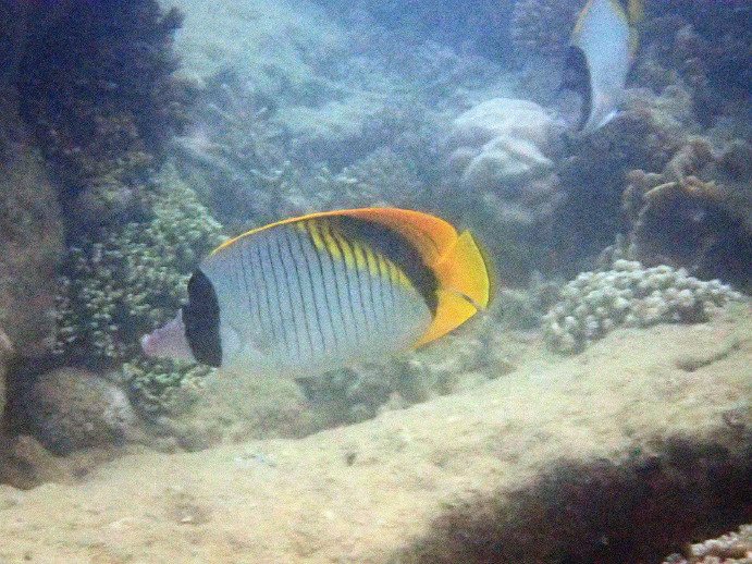 Chaetodon lineolatus