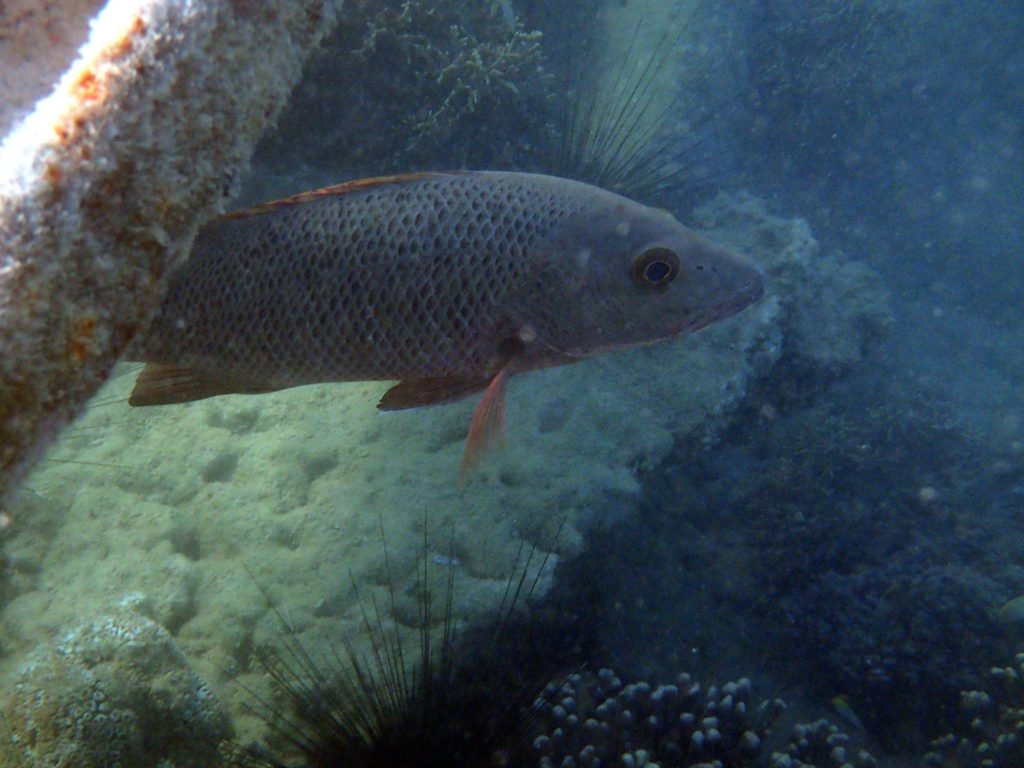 Lutjanus argentimaculatus