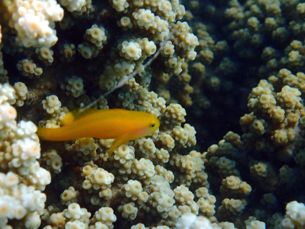 Gobiodon okinawae