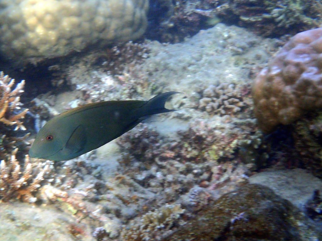 Ctenochaetus striatus