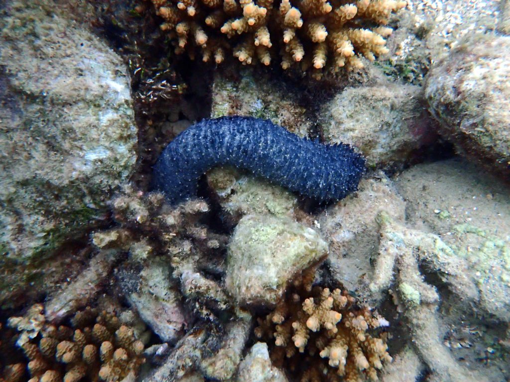 Stichopus chloronotus