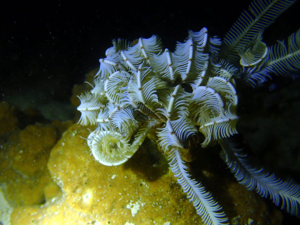 Clarkcomanthus (Comantus) mirabilis