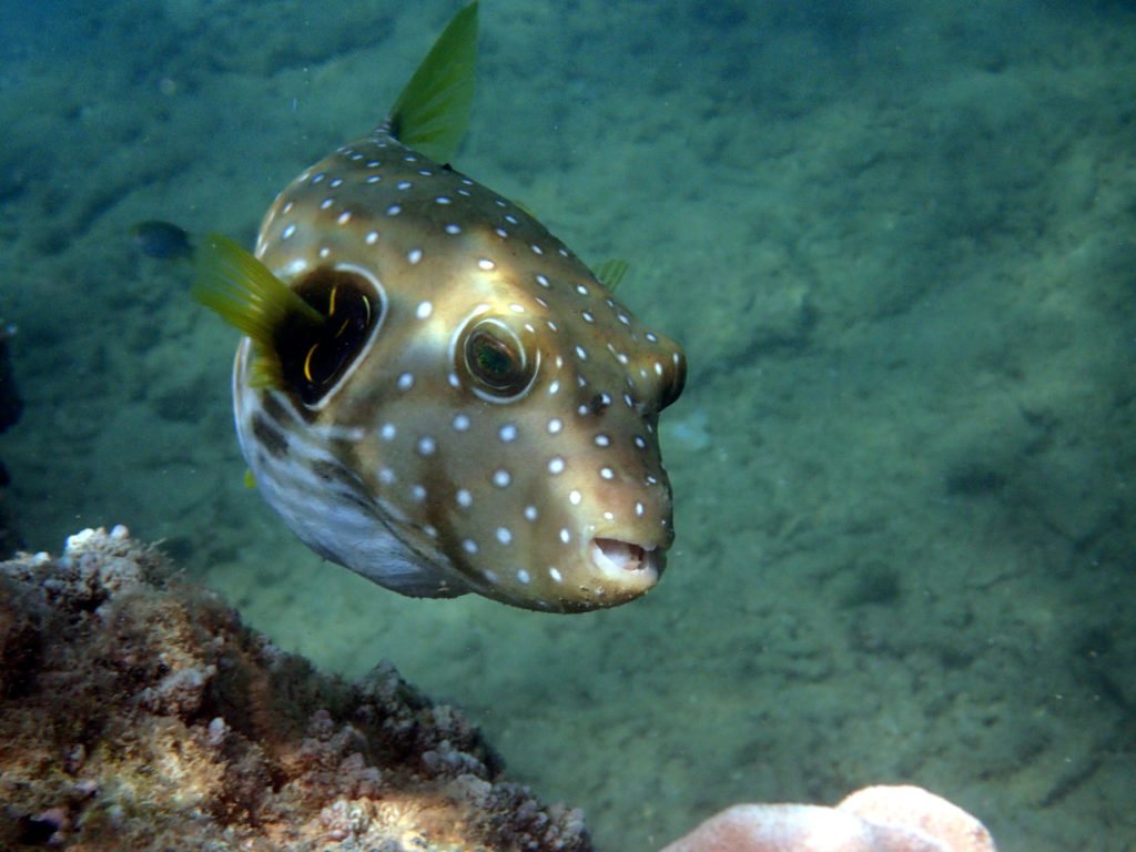 Arothron hispidus