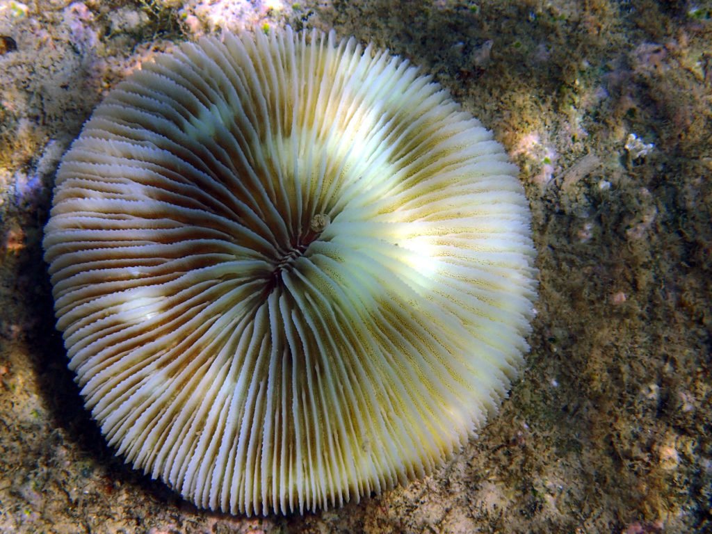 Fungia