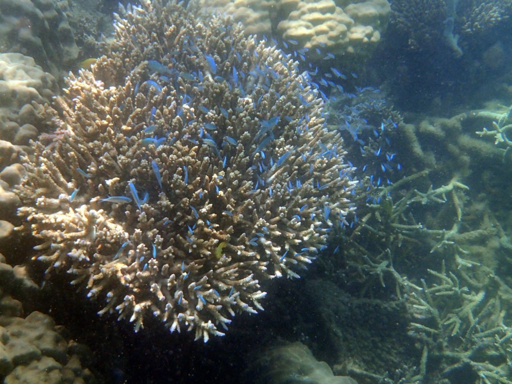 Chromis viridis