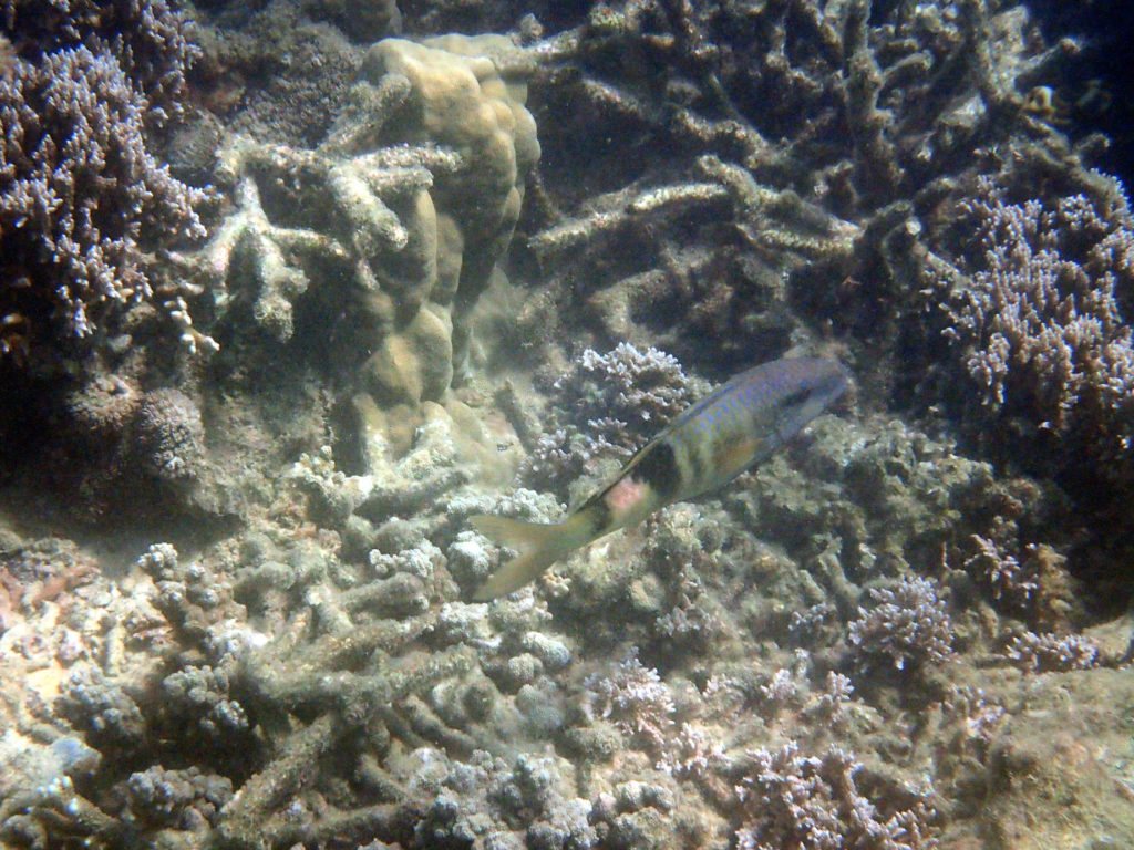 Parupeneus multifascius