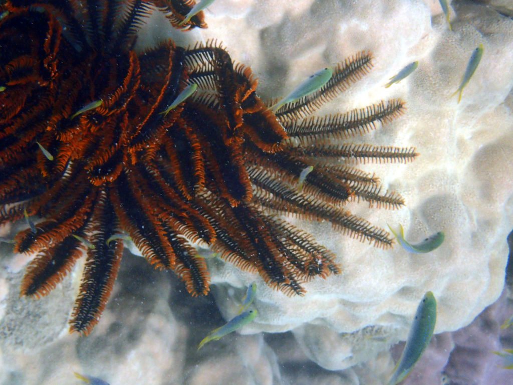 Anneissia (Oxycomanthus) bennetti