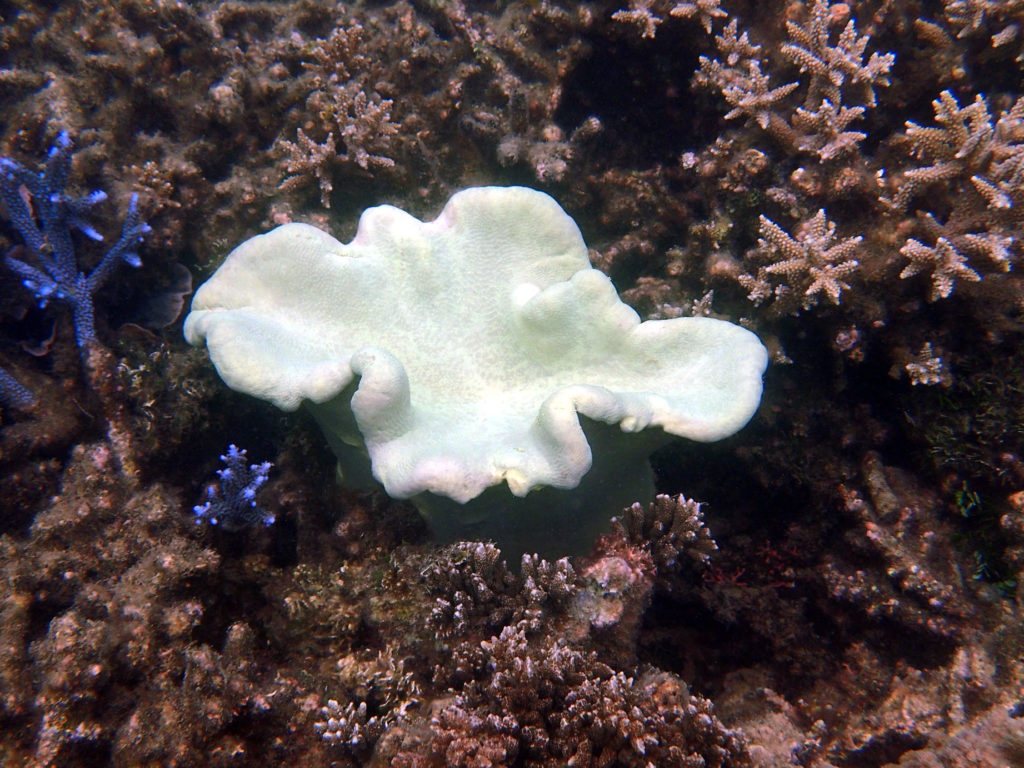 Sarcophyton