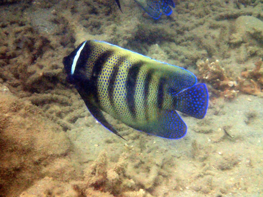 Pomacanthus sexstriatus
