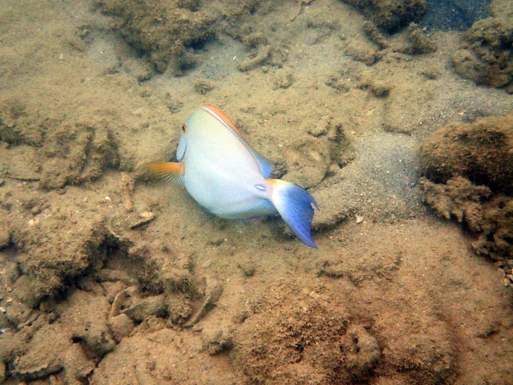 Acanthurus xanthopterus