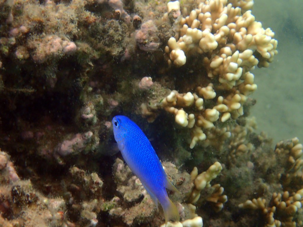Pomacentrus pavo
