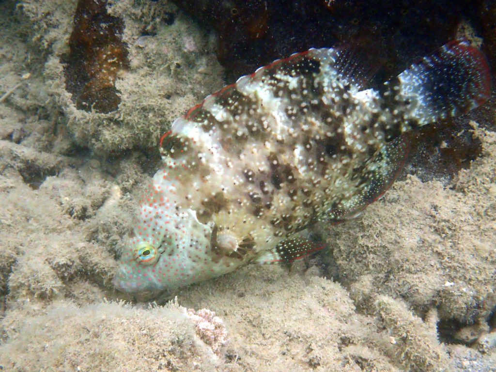 Cheilinus chlorourus
