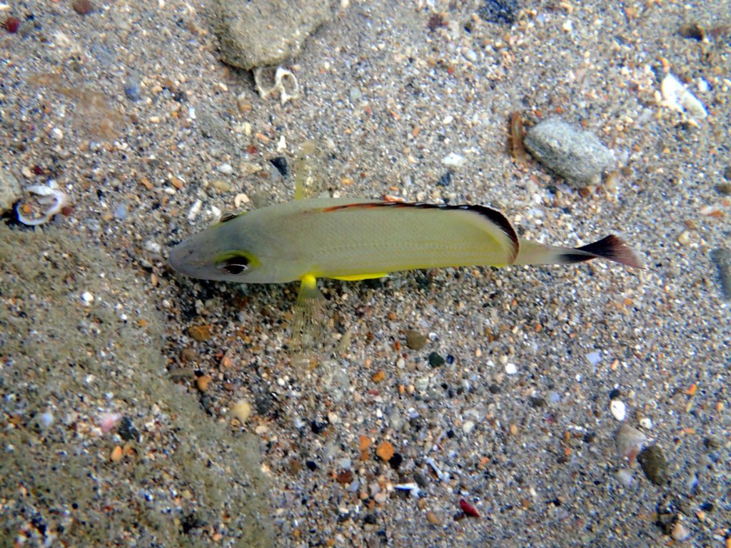Lutjanus fulvus