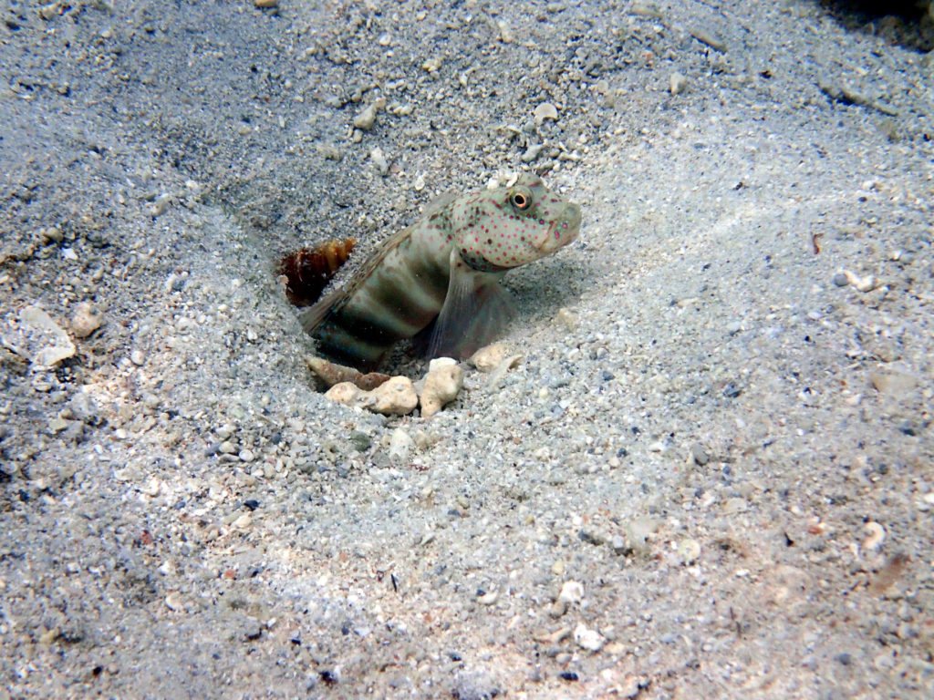 Cryptocentrus leptocephalus