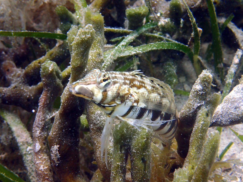 Parapercis australis