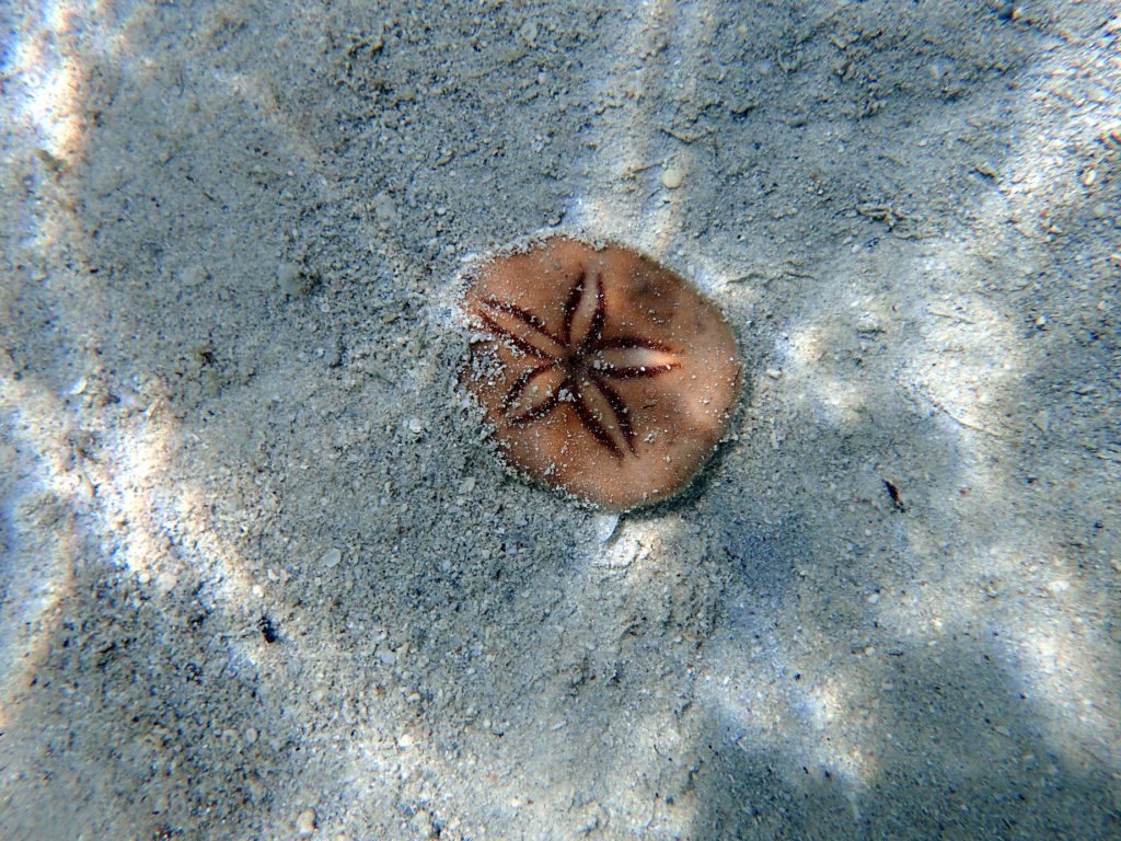 Laganum depressum tonganense