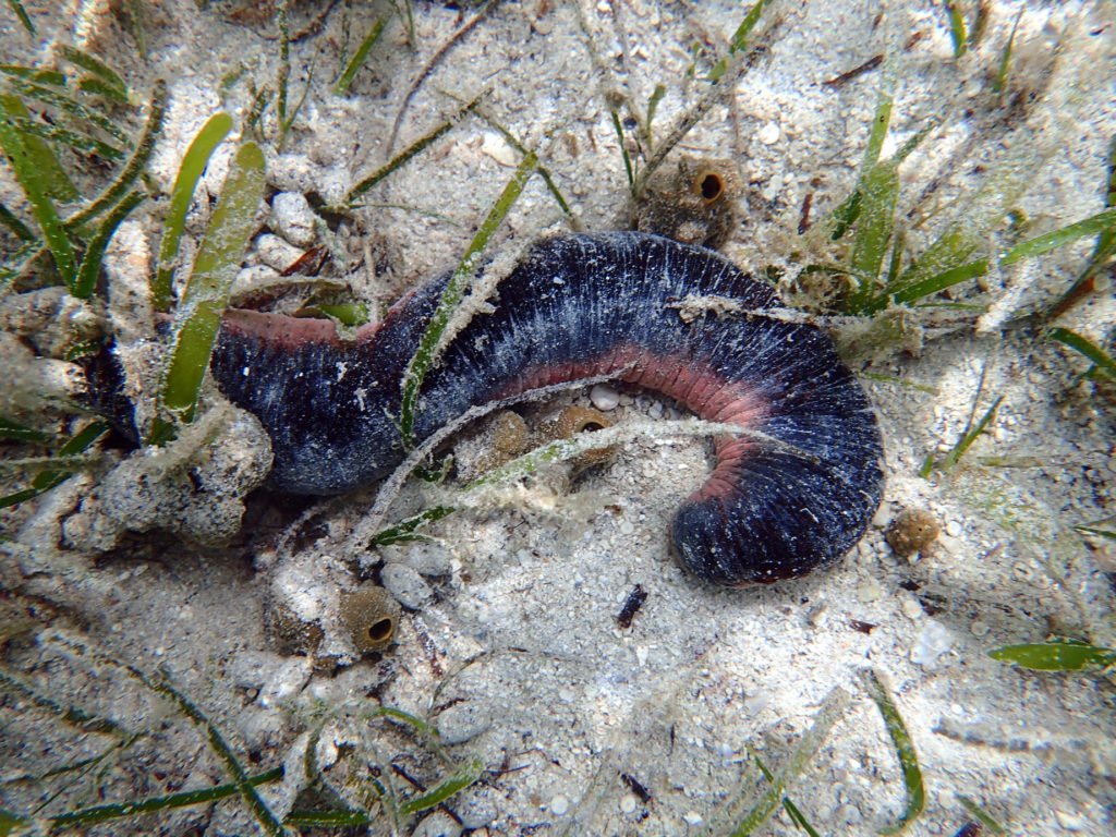 Holothuria (Halodeima) edulis